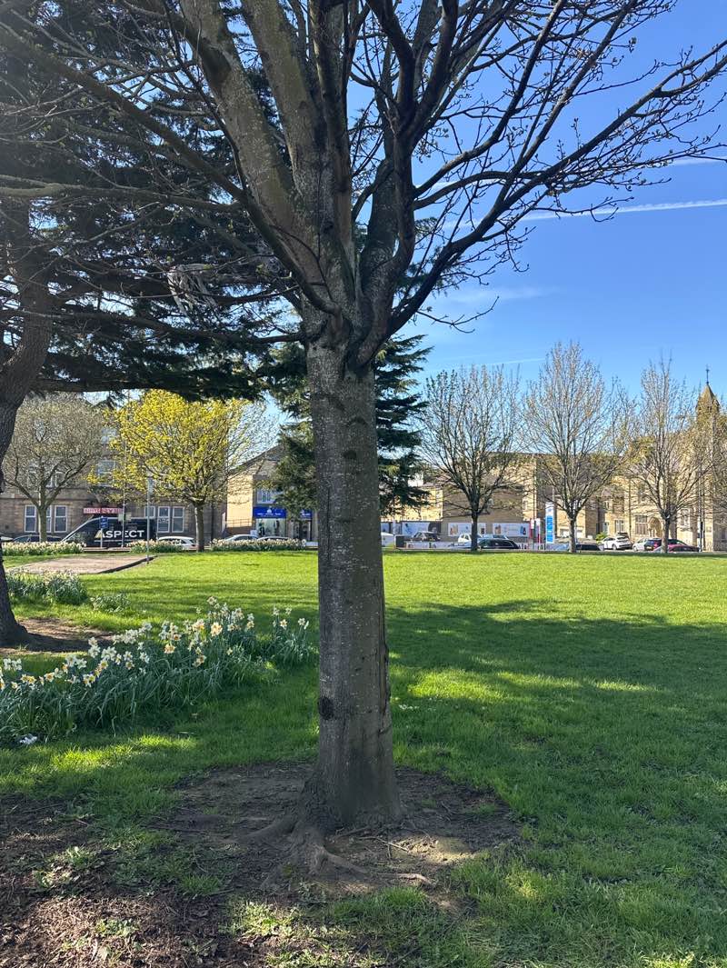 walking near me in Infirmary Fields in spring