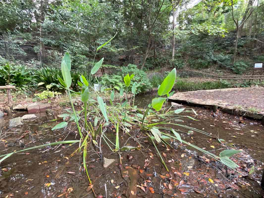 walking near me in Den-en-Chofu Seseragi Park in winter