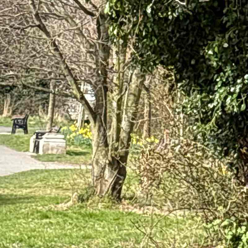 PacerGal_1968 post 1