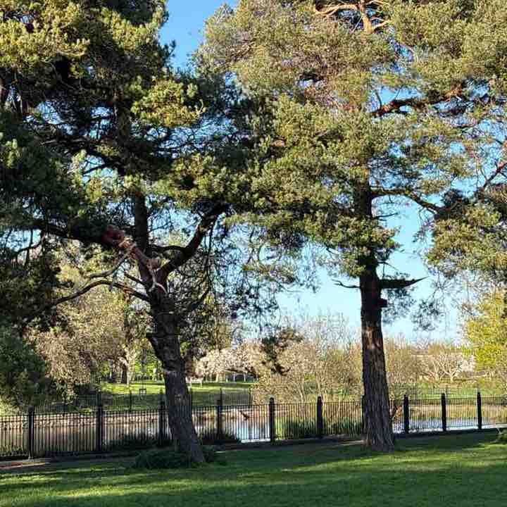 PacerGal_1968 post 1