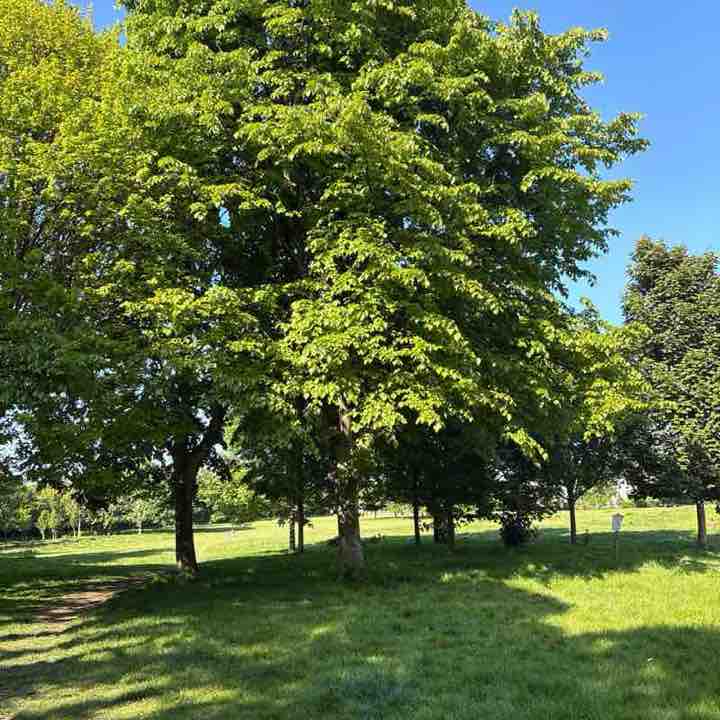 PacerGal_1968 post 1