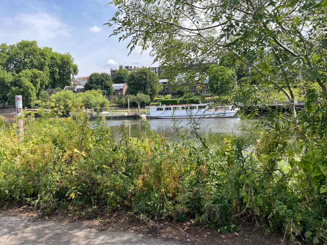 walking near me in Cambridge Gardens in summer