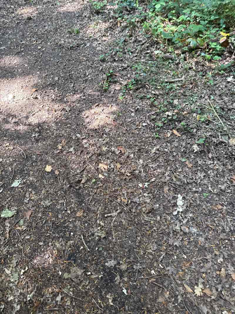 walking near me in Littleworth Common in summer