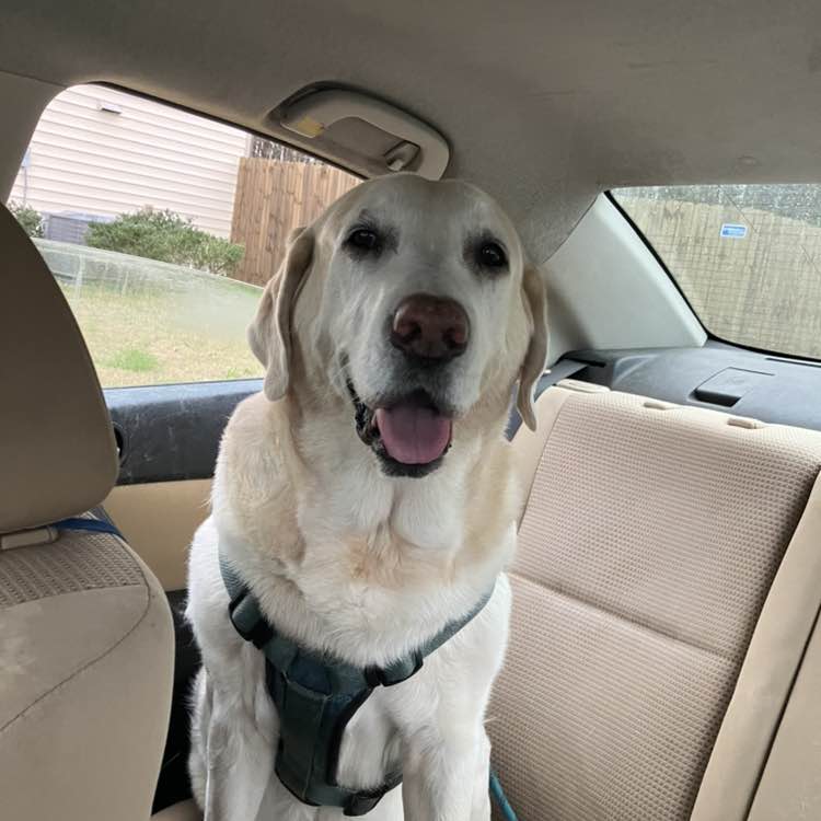 wåckāttâck 🐶🧡🏀 post 1