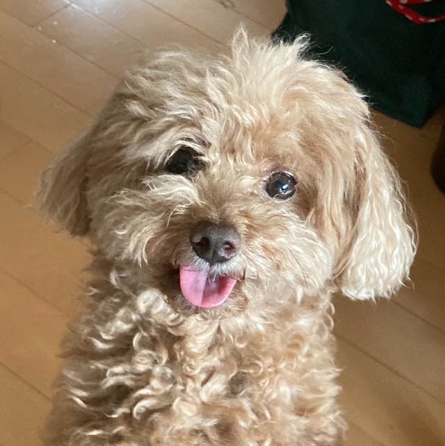 おんぼらーと歩かんけ🤪 🐶🐶あきちゃん🐱🐱🐱 post image