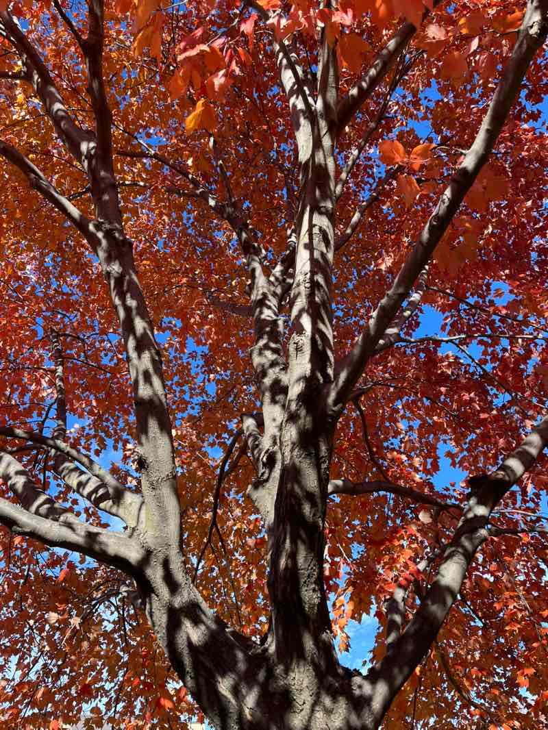 walking near me in Lee Park in autumn
