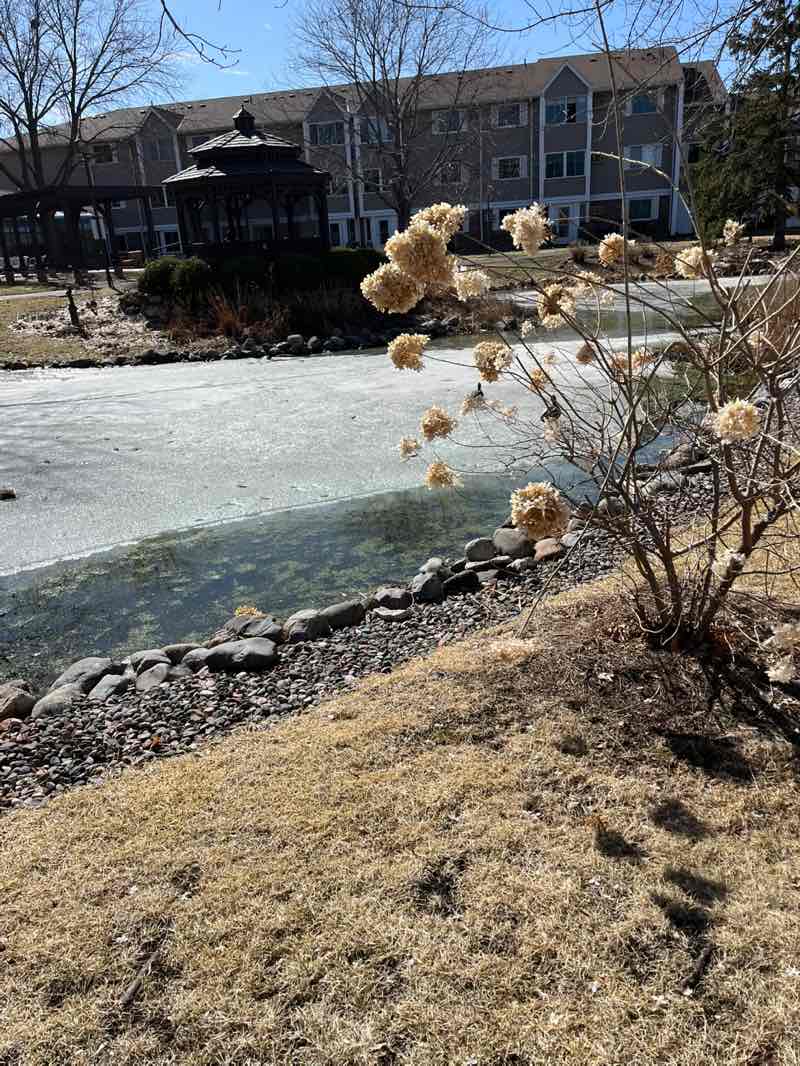 walking near me in Lee Park in spring
