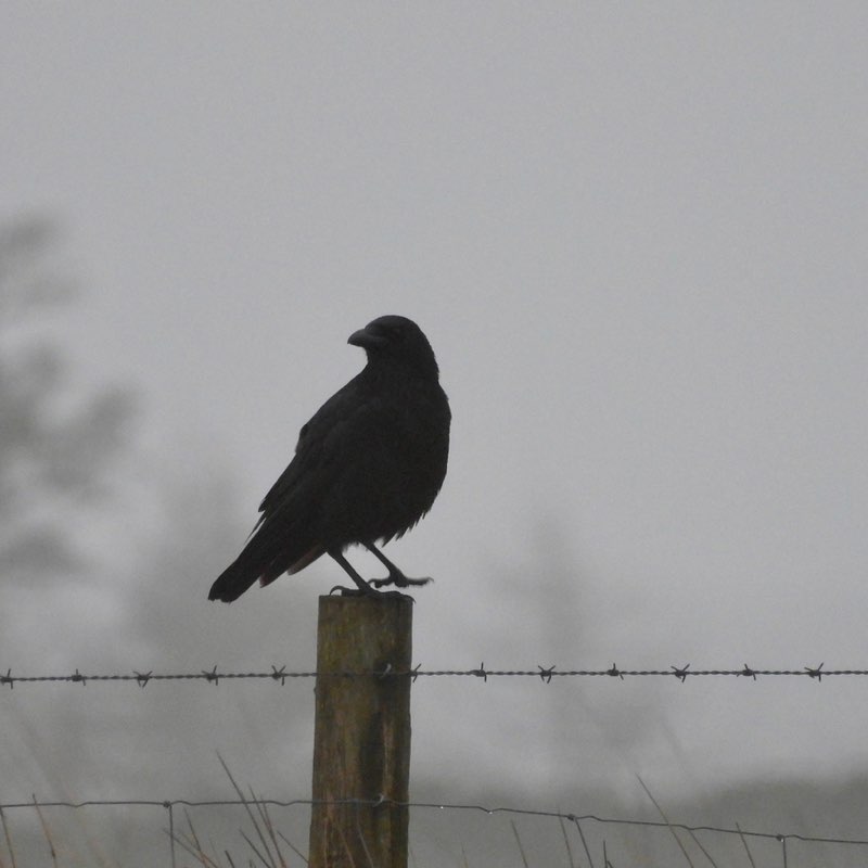 PacerGal_1963 post 2