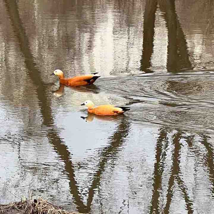 ⛵️ Елена 🇷🇺 post 2