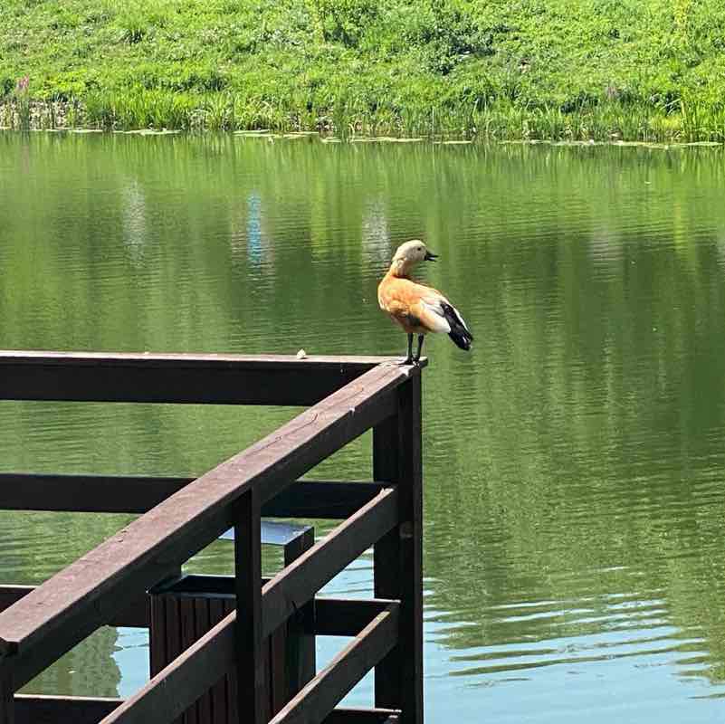 ⛵️ Елена 🇷🇺 post 3