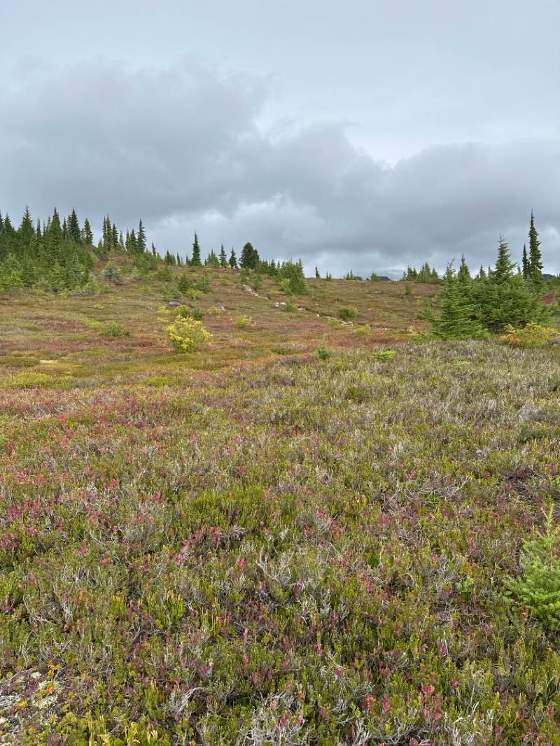 walking near me in Mount Baker National Recreation Area in autumn