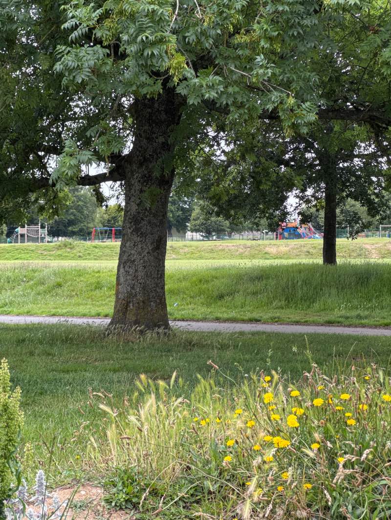 walking near me in Mansel Park in summer