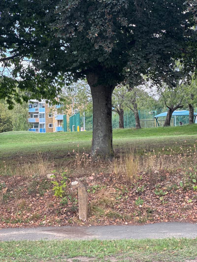 walking near me in Hinkler Park in autumn