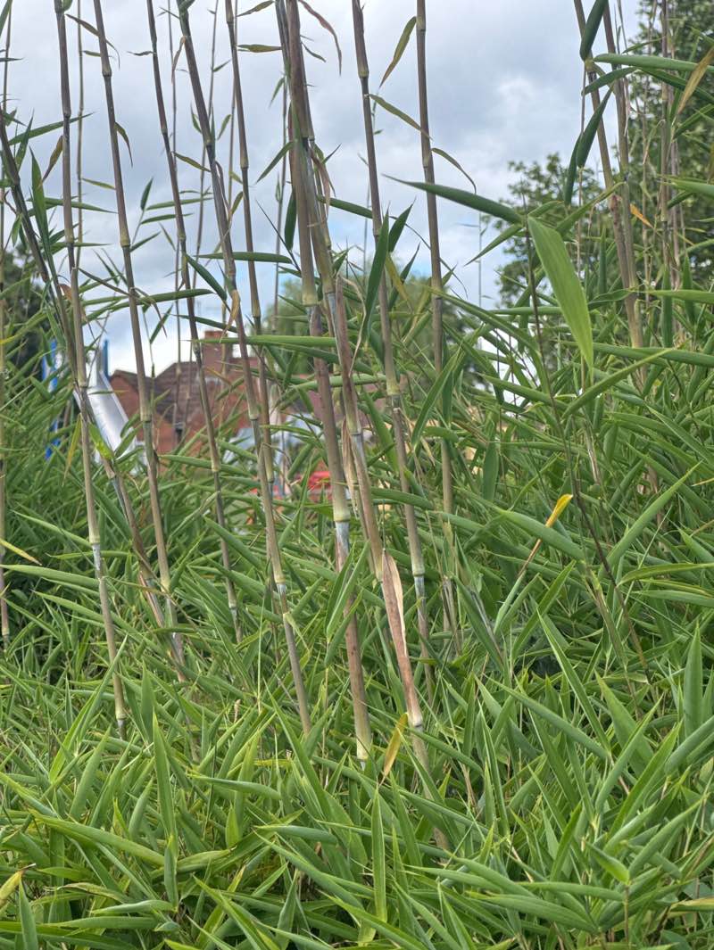 walking near me in Lawn Road Park in summer