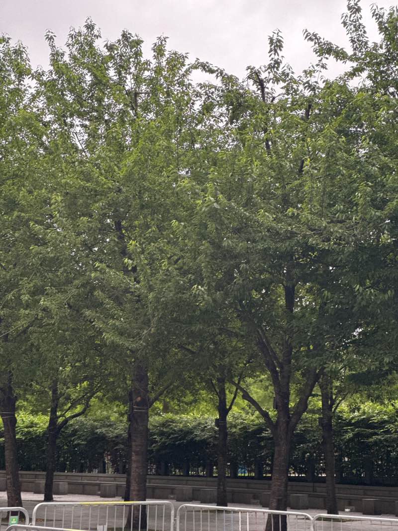 walking near me in Jubilee Gardens in summer