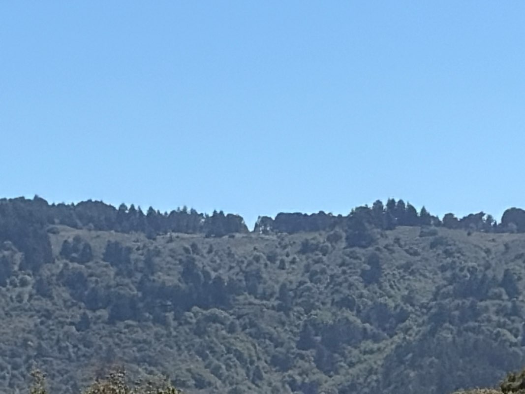 walking near me in San Francisco Peninsula Watershed in summer