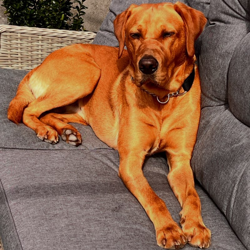 Shelby 🏃‍♀️👣 🏴󠁧󠁢󠁳󠁣󠁴󠁿