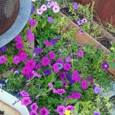 Beauty's Beast amcfairydust post image