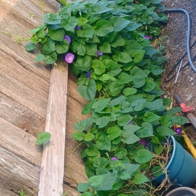 Beauty's Beast amcfairydust post image