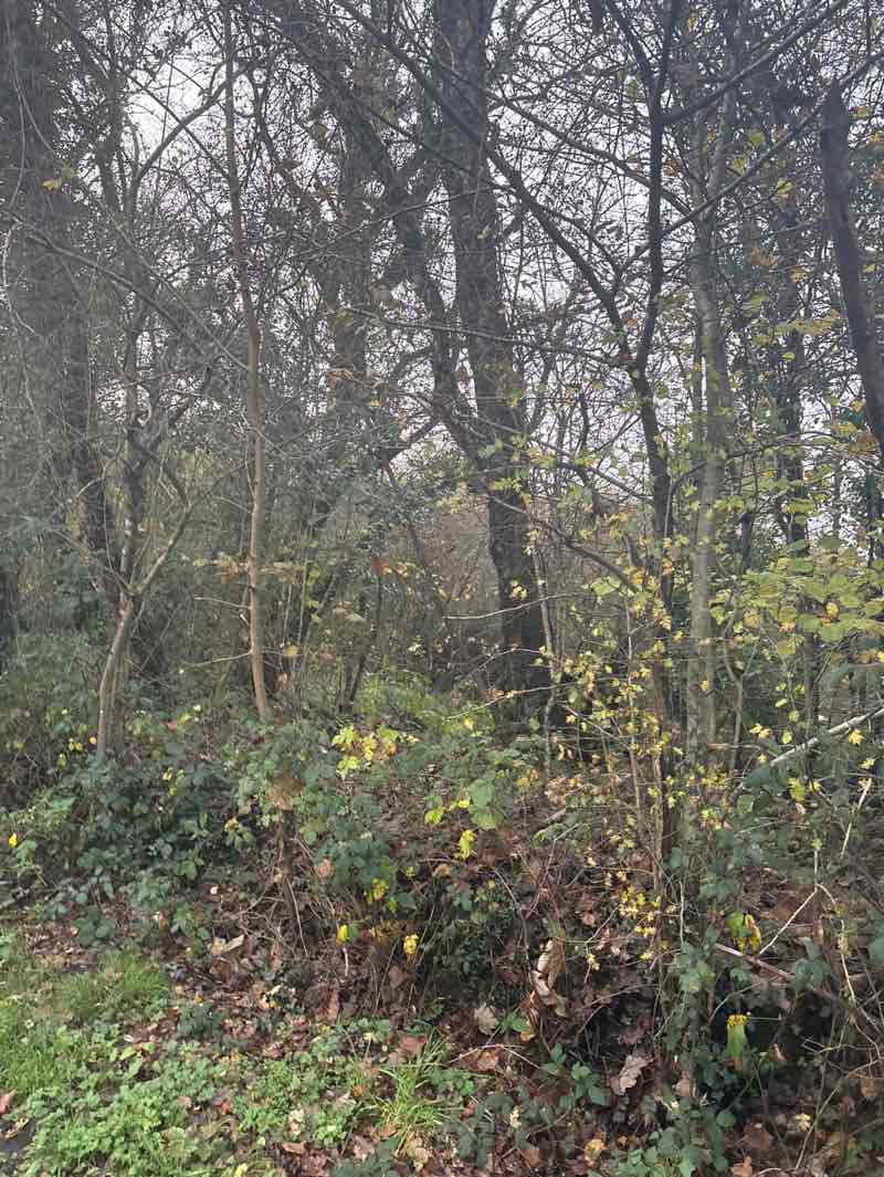 walking near me in Dunvant Square in autumn