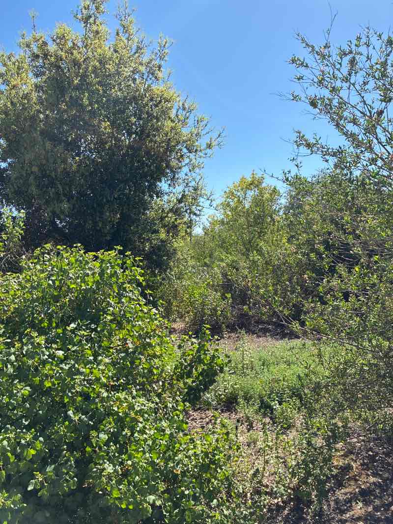 walking near me in Chino Creek Wetlands Park in spring