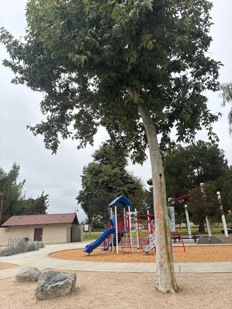 walking near me in Veterans Memorial Park in spring