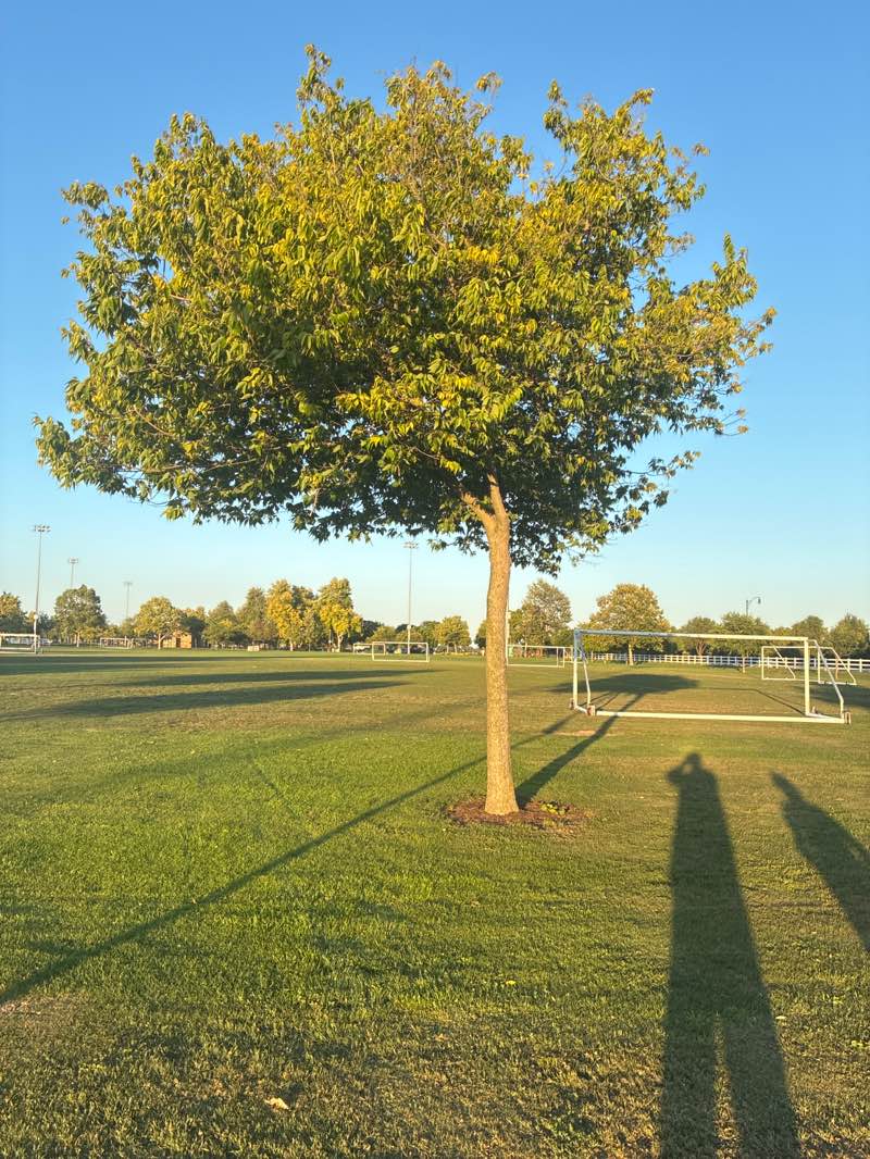 walking near me in Ruben S Ayala Park in summer
