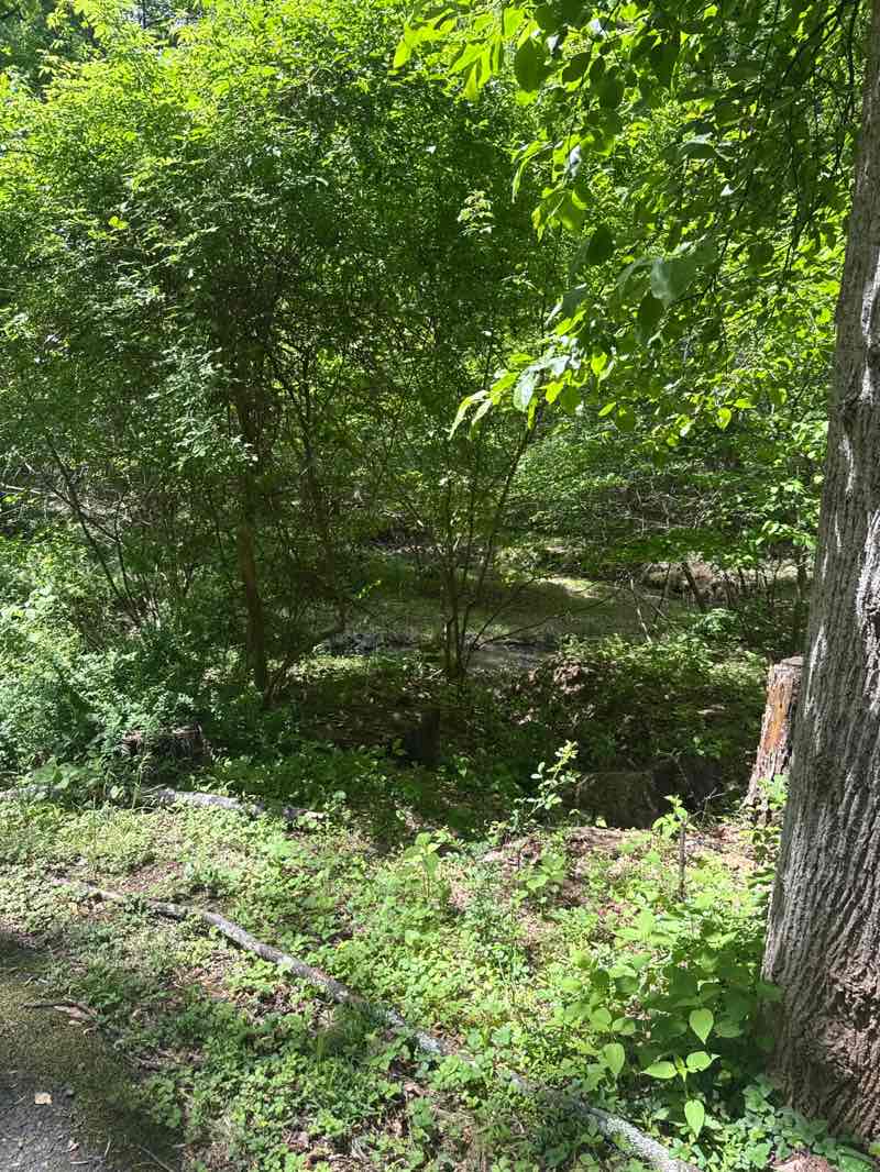 walking near me in Magruder Branch Stream Valley Park in spring