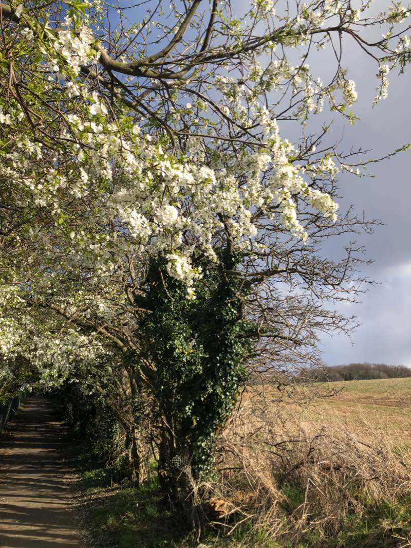 walking near me in Magdalene Glen in winter