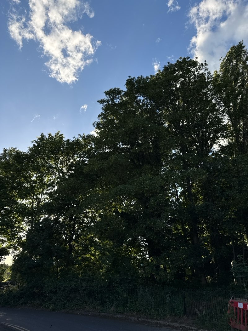 walking near me in Jutsums Park in summer