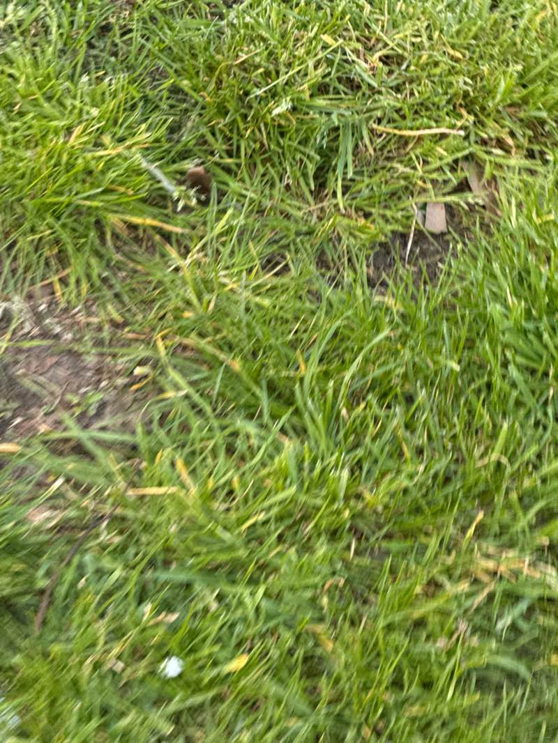 walking near me in Oldchurch Park in spring