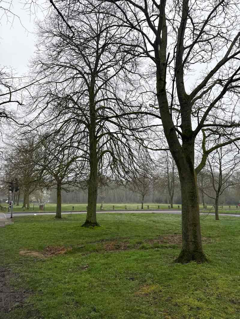 walking near me in Shenfield Common in spring