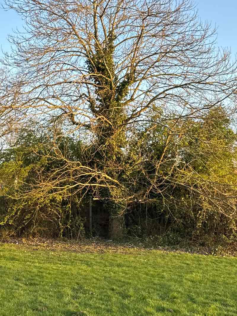 walking near me in Cleves Avenue in spring
