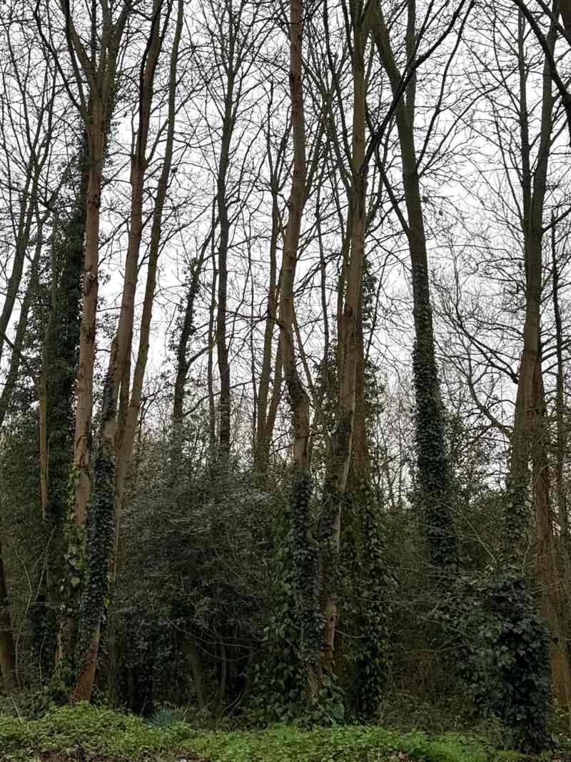 walking near me in St Faith's Country Park in spring