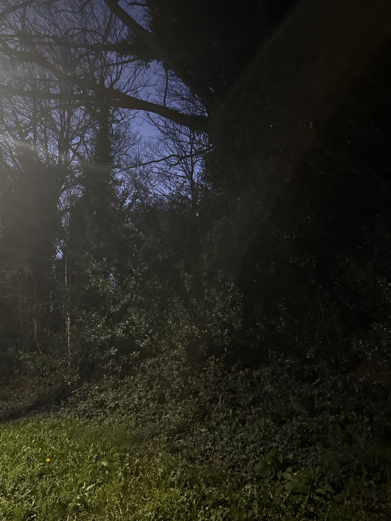 walking near me in La Plata Woods in spring