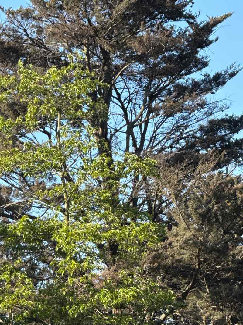 walking near me in Oldchurch Park in spring