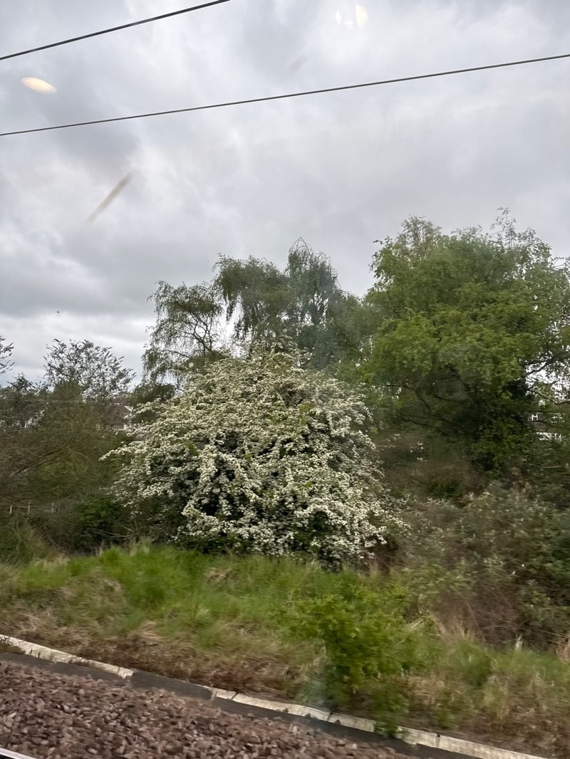 walking near me in Warley Country Park in spring