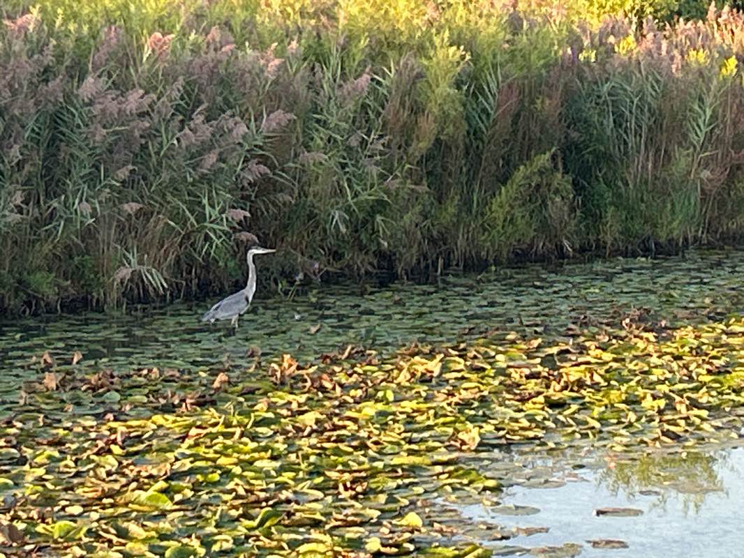 walking near me in Fox Memorial Park in spring