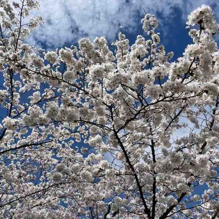 ゆきみ95 ⸜🌷︎⸝‍ post 3