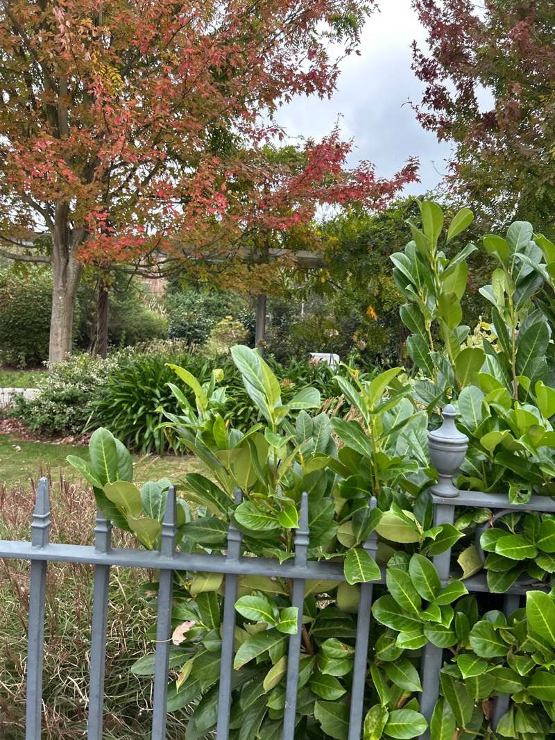 walking near me in Millennium Park in autumn