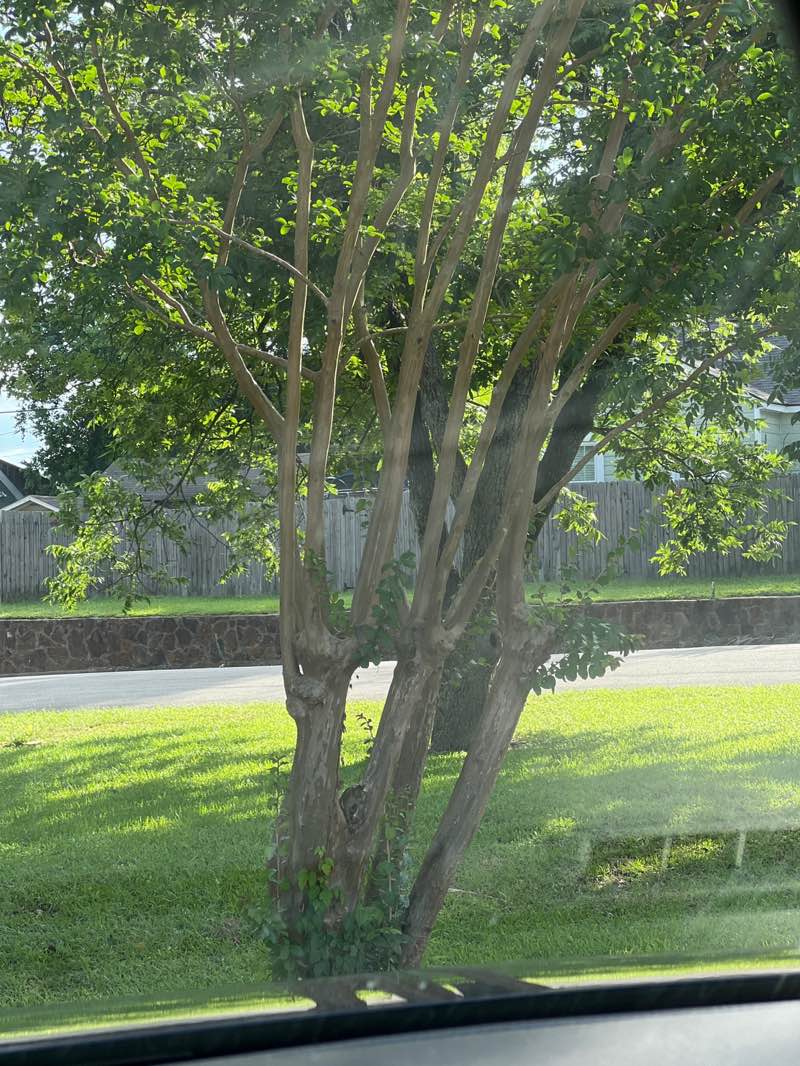 walking near me in Fair Park in spring