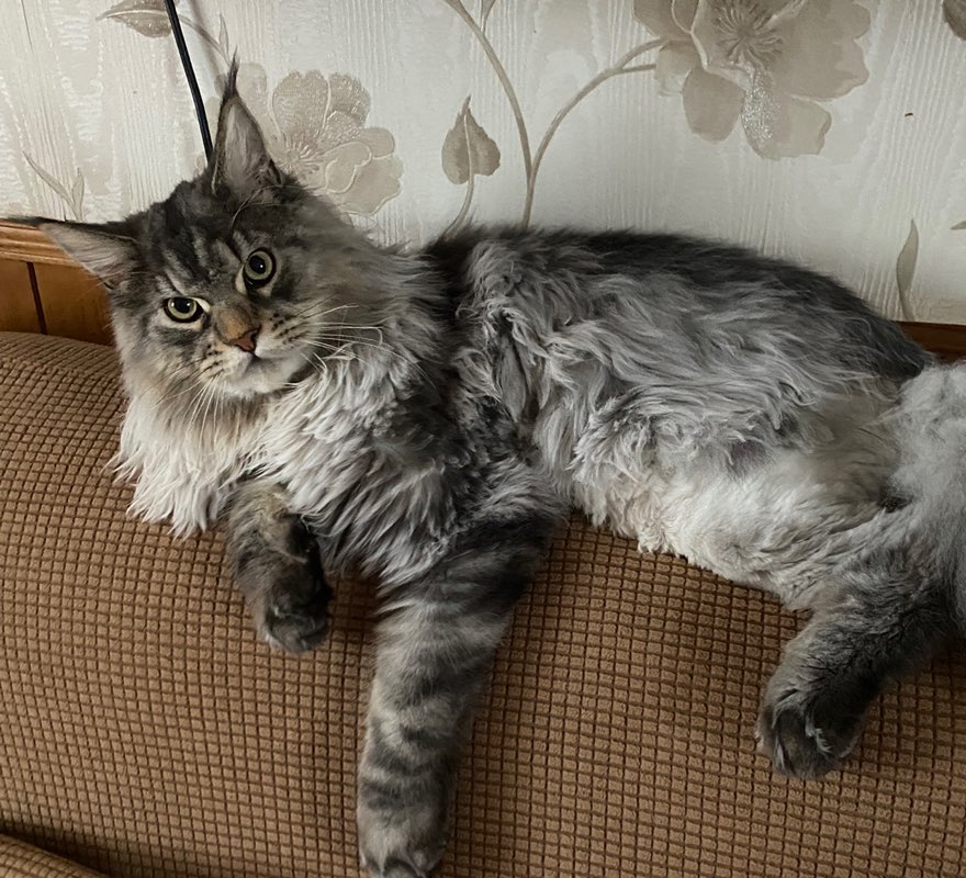 PacerGuy_paul 1956 profile