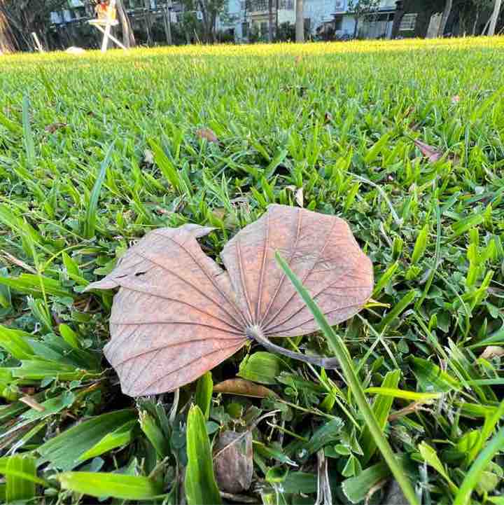 自由自在走自己的路 開心果🦄SHOW🌹 post image