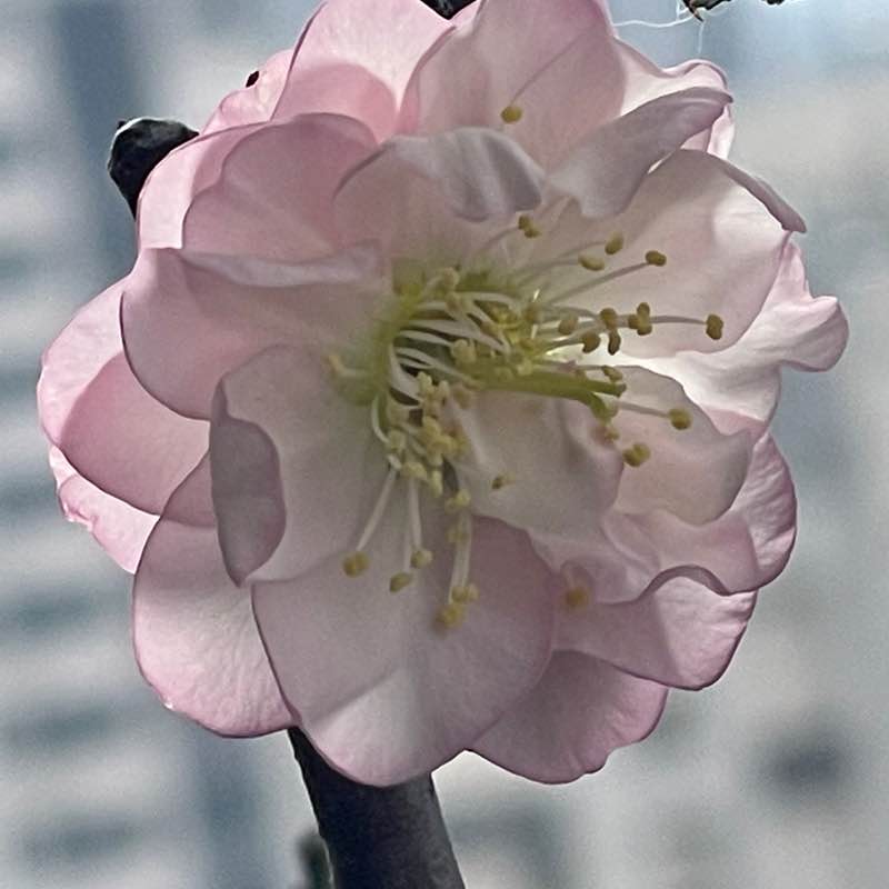 🇹🇼🏃🏼‍♀️👣💕明月心💕👣🏃🏼‍♀️🇹🇼 post 3