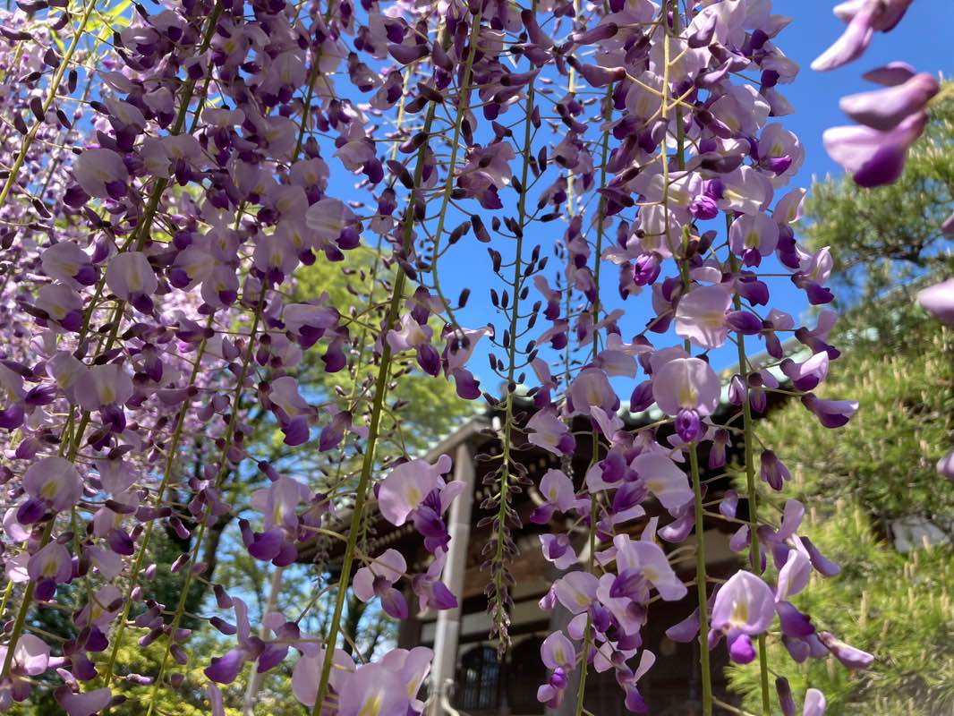 walking near me in Tagara Bairin Park in winter