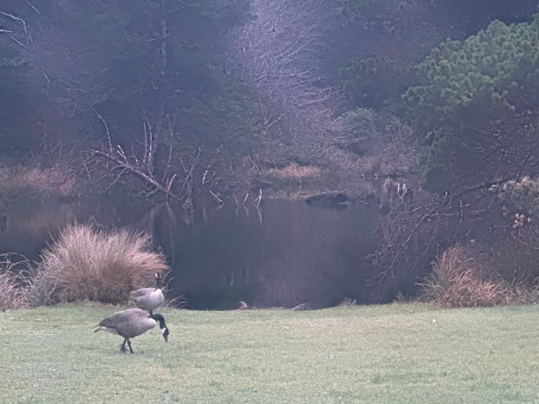 walking near me in Canyon Drive Park in spring