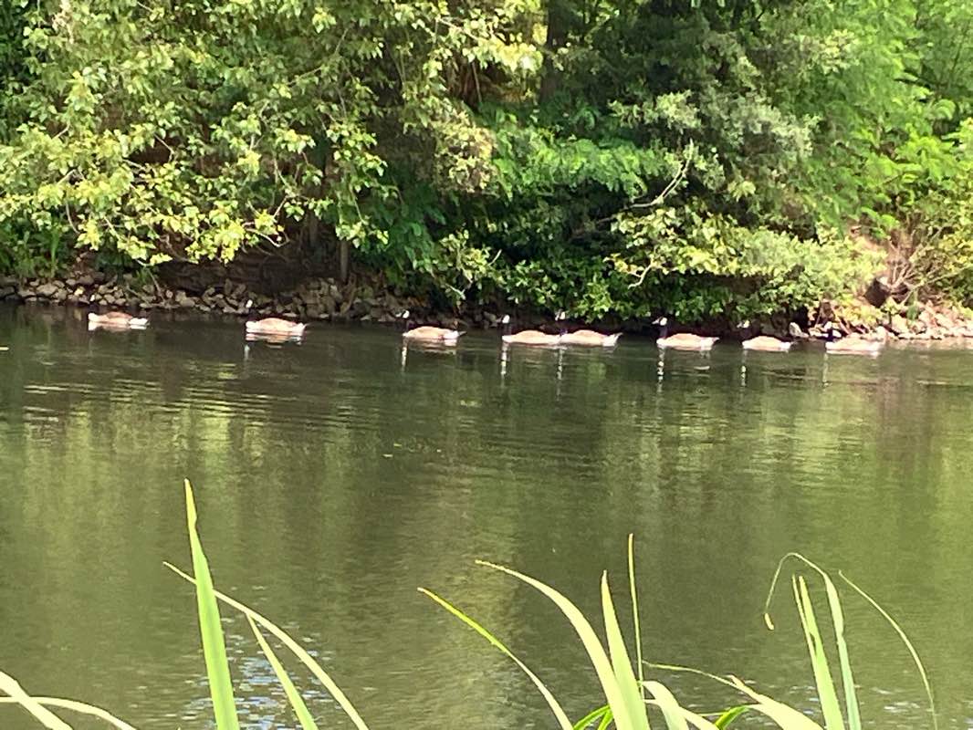 walking near me in Kew Green in winter