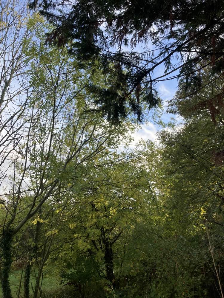 walking near me in The Pastures in autumn