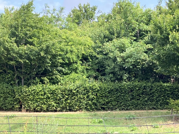 walking near me in Kimpton Linear Park in summer