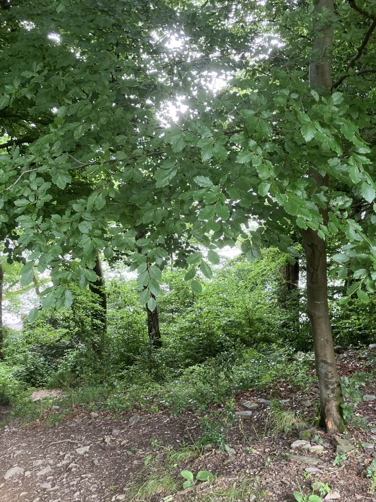 walking near me in Rayrigg Meadow in summer